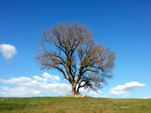 Sacred Lone Tree