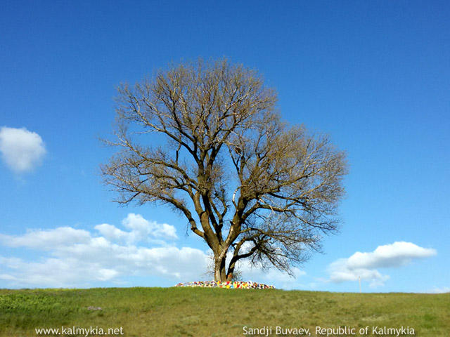 Sacred Tree