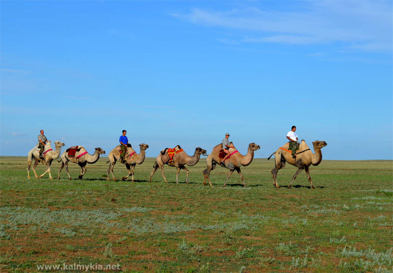 Caravan in Kalmykia