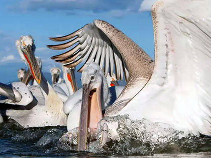 Dalmatian Pelican