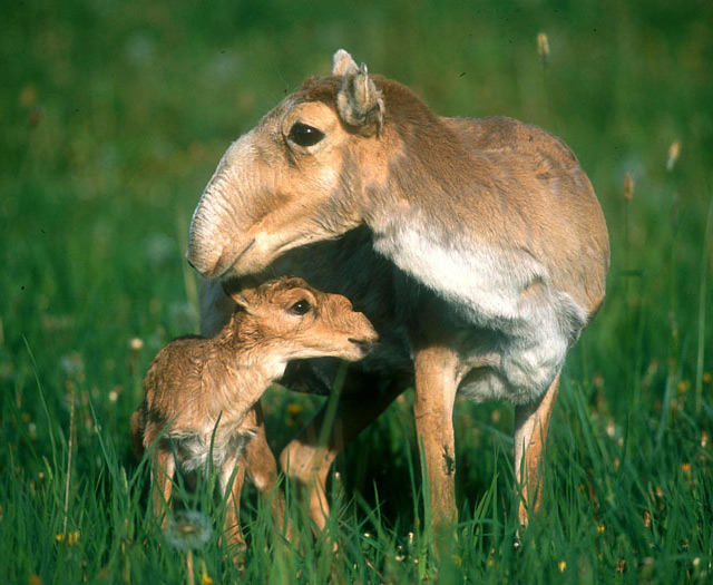 Saiga