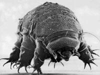 Tardigrades