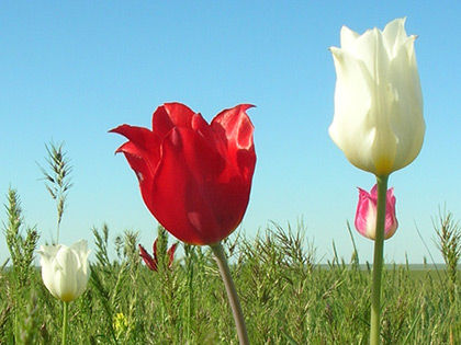 Festival of tulips