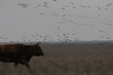 Cow and White-fronted Geese