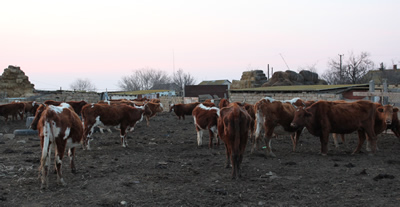 Cattele near Kalmykia