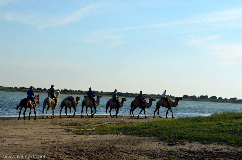 One day with camels