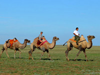 One day with camels