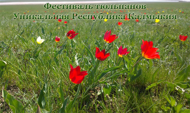 Tulip Festival Kalmykia Tulip Festival Kalmykia