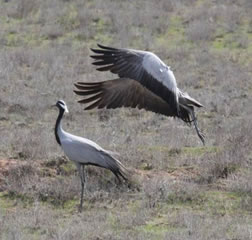 Pair of Demoiselle cranes