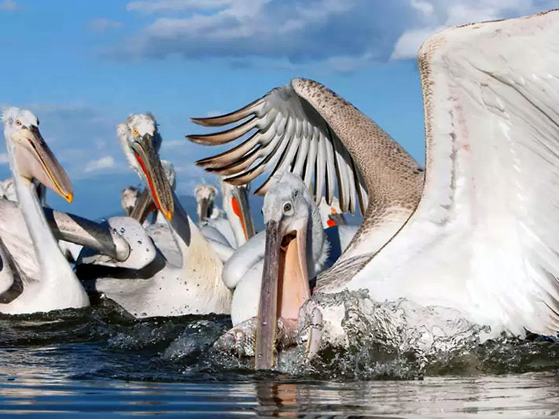 Wild birds on lake