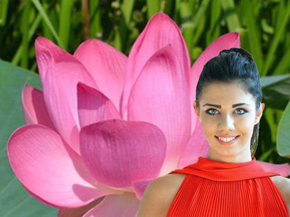 Blooming lotus Blooming lotus