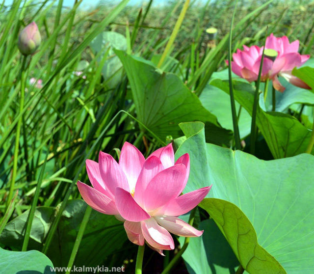 Blooming lotus