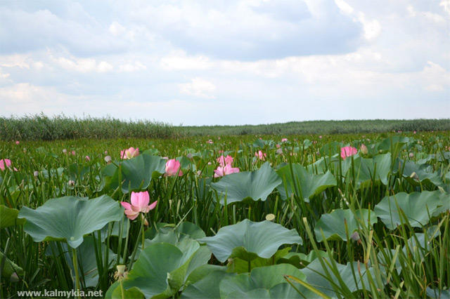 Blooming lotus