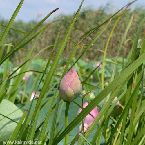 Blooming lotus