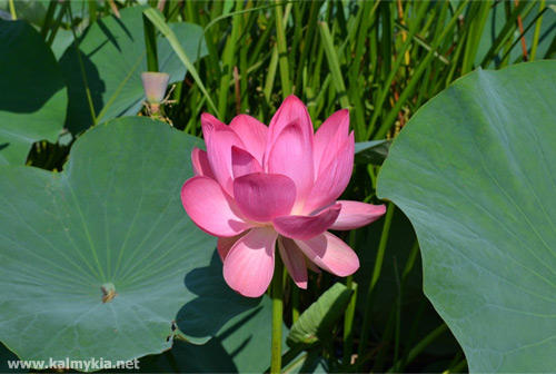 Blooming lotuses