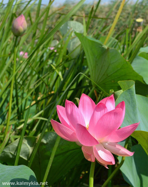 Blooming lotuses