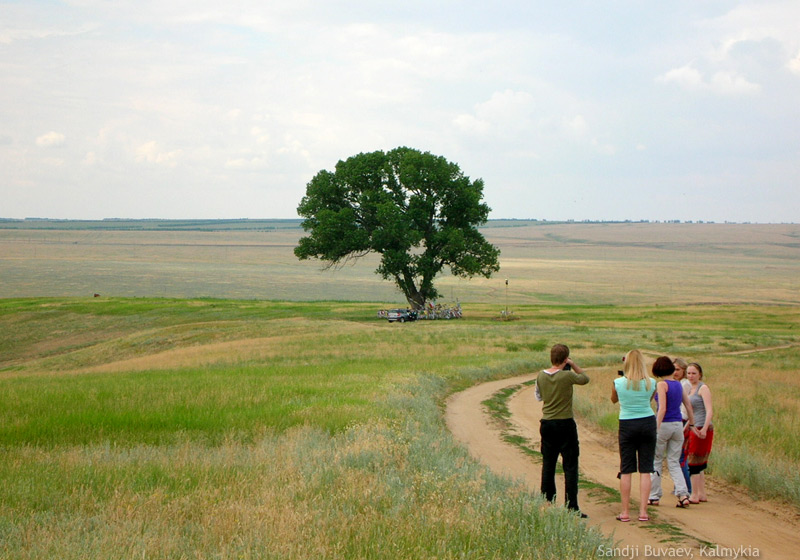 Sacred tree