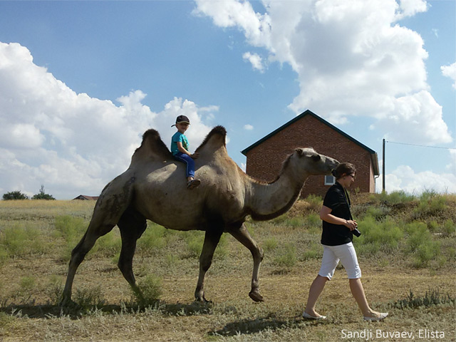 Camel driver