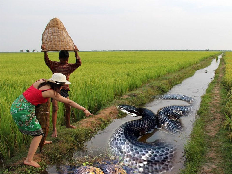 Rice field