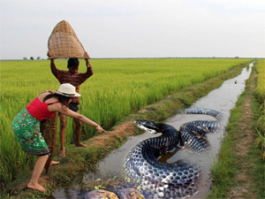 Rice field