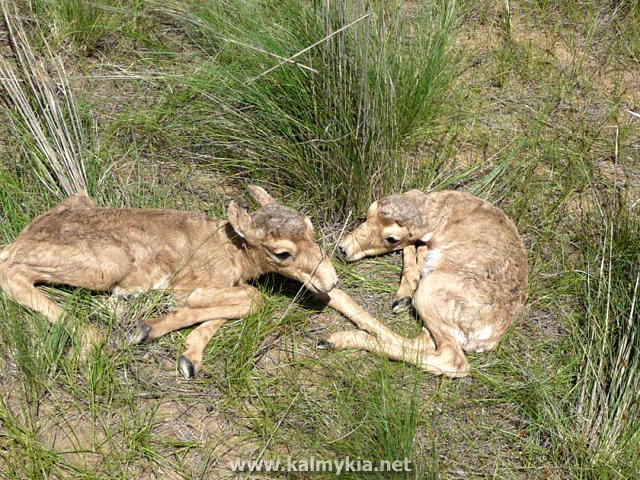 Saiga Saiga