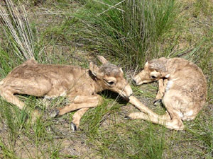 Saiga