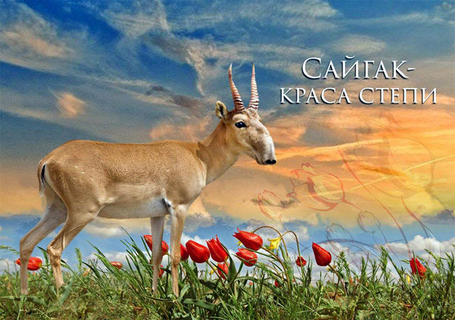 Path of the saiga Path of the saiga