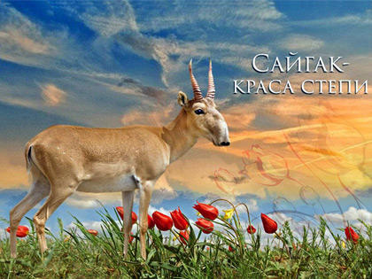 Saiga Saiga