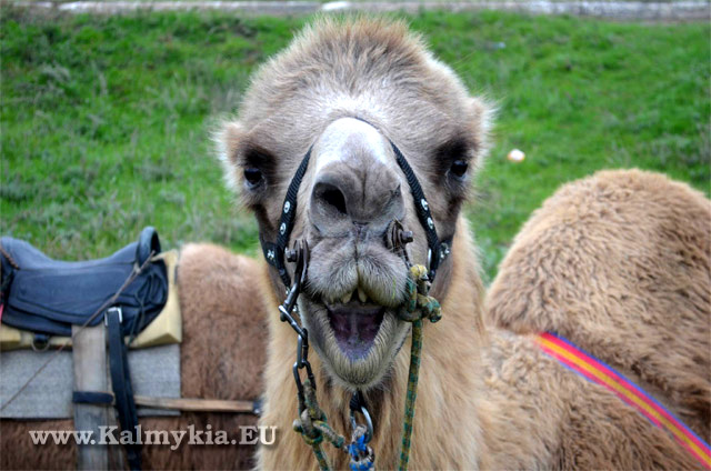 Smiling camel