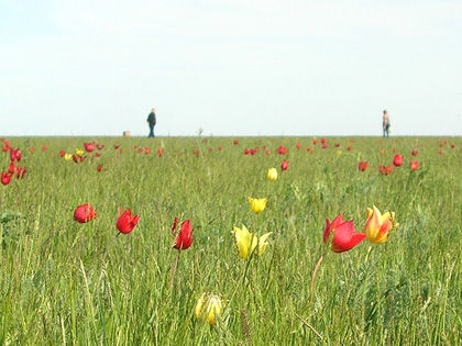 Tulips Tulips