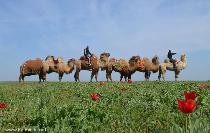 Camels