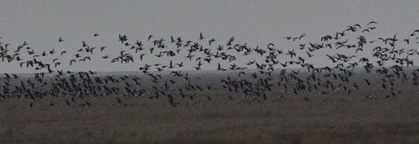 White-fronted Geese and some Red-breasted Geese