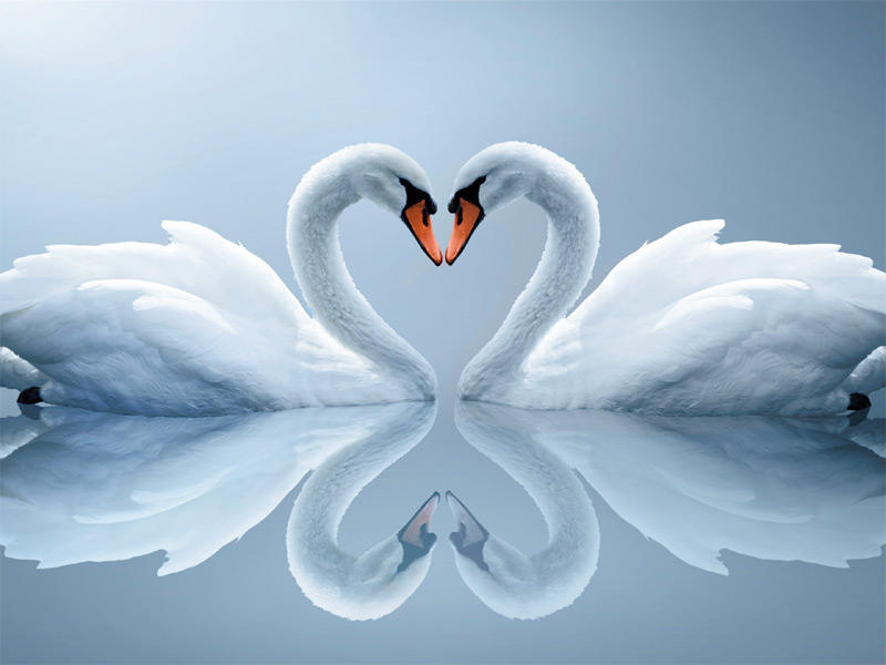 White swans White swans