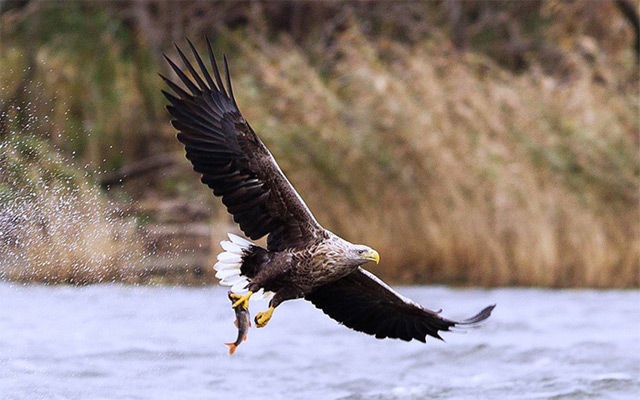 White-tailed eagle