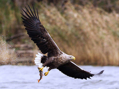 White-tailed eagle