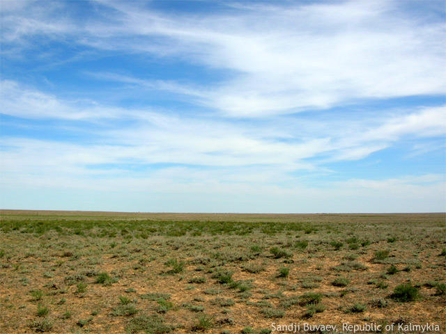 Wild steppe